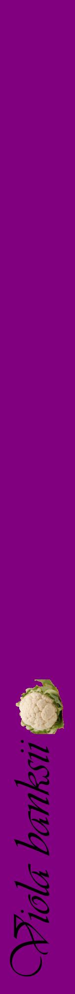 Étiquette de : Viola banksii - format a - style noire46viv avec comestibilité simplifiée