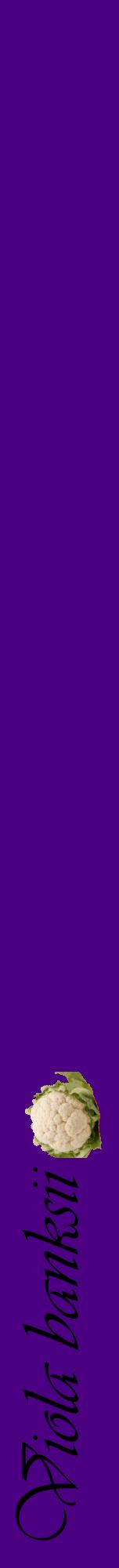 Étiquette de : Viola banksii - format a - style noire47viv avec comestibilité simplifiée
