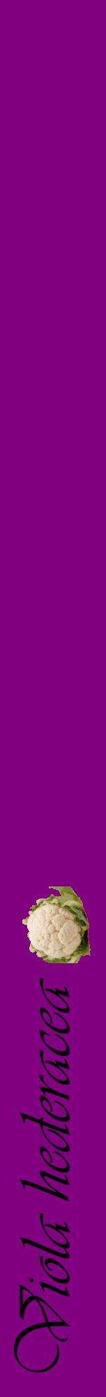 Étiquette de : Viola hederacea - format a - style noire46viv avec comestibilité simplifiée