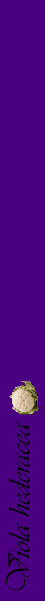 Étiquette de : Viola hederacea - format a - style noire47viv avec comestibilité simplifiée