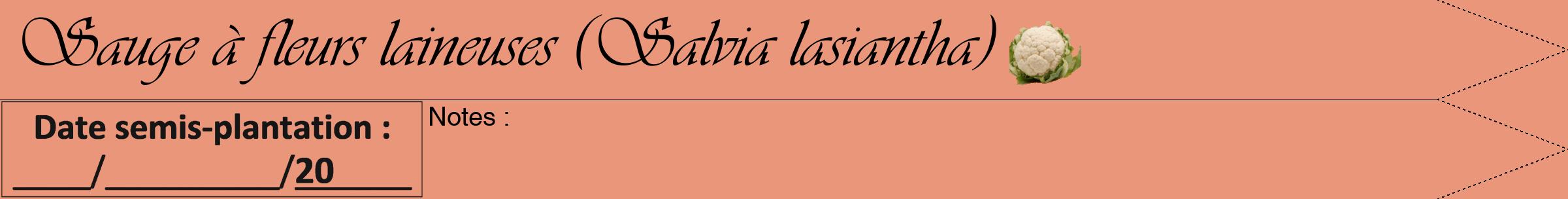 Étiquette de : Salvia lasiantha - format b - style noire37viv avec comestibilité simplifiée