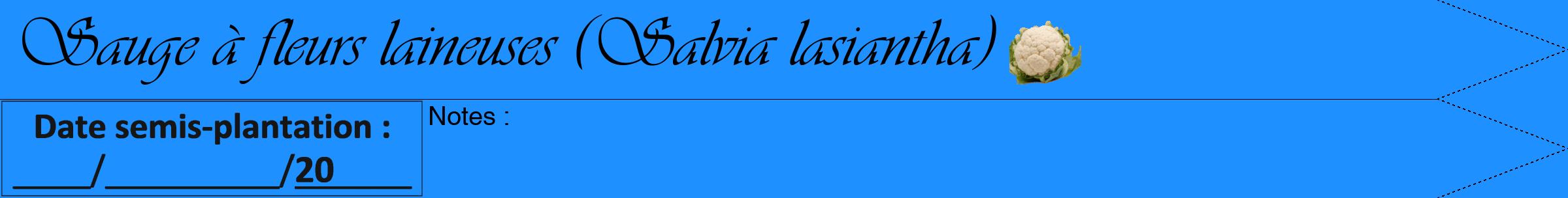 Étiquette de : Salvia lasiantha - format b - style noire3viv avec comestibilité simplifiée