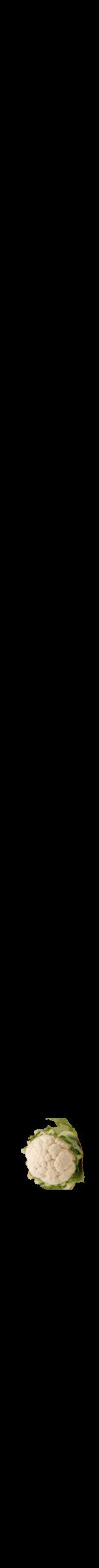 Étiquette de : Acanthus sennii - format b - style noire59viv avec comestibilité simplifiée - position verticale