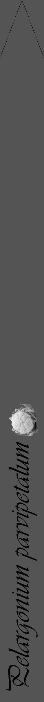 Étiquette de : Pelargonium parvipetalum - format b - style noire36viv avec comestibilité simplifiée - position verticale