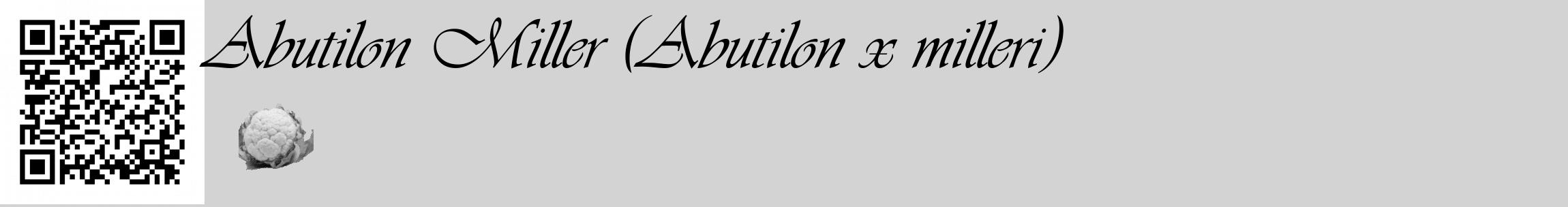 Étiquette de : Abutilon x milleri - format c - style noire56_basique_basiqueviv avec qrcode et comestibilité simplifiée