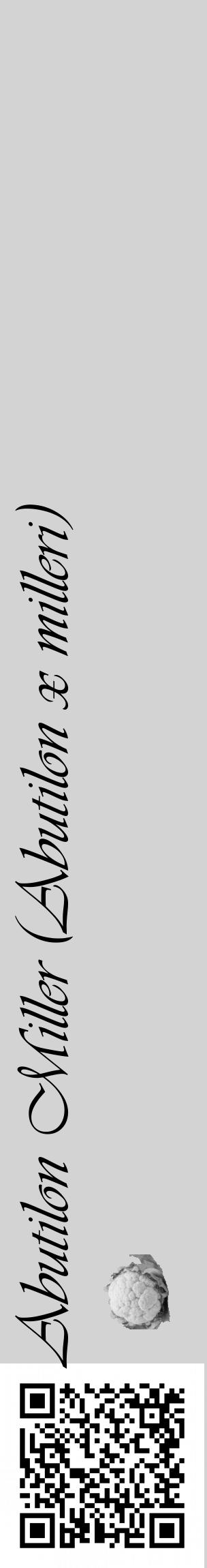 Étiquette de : Abutilon x milleri - format c - style noire56_basique_basiqueviv avec qrcode et comestibilité simplifiée - position verticale
