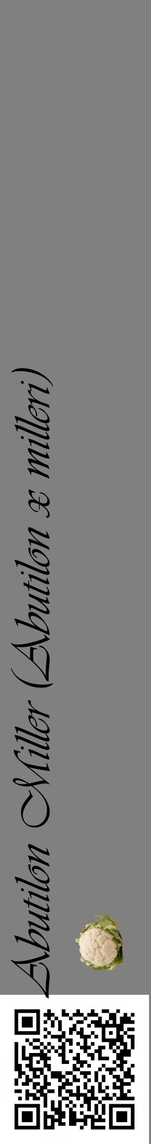 Étiquette de : Abutilon x milleri - format c - style noire57_basiqueviv avec qrcode et comestibilité simplifiée