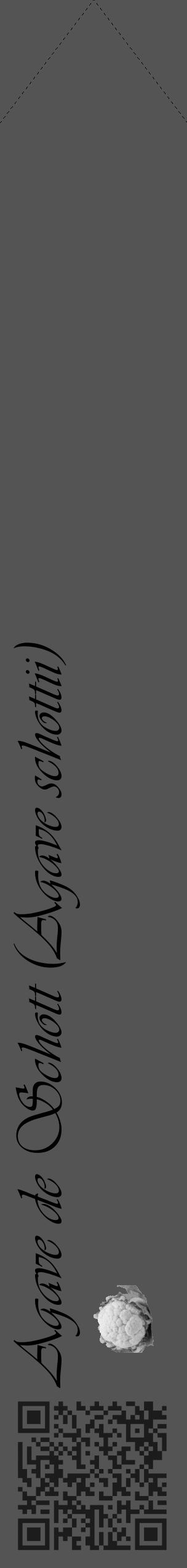 Étiquette de : Agave schottii - format c - style noire36simple_basique_basiqueviv avec qrcode et comestibilité simplifiée - position verticale