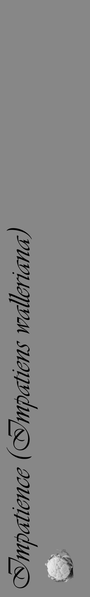 Étiquette de : Impatiens walleriana - format c - style noire12_basique_basiqueviv avec comestibilité simplifiée - position verticale