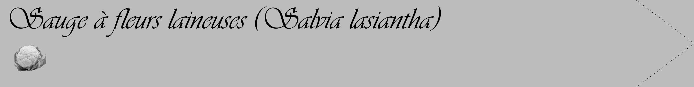 Étiquette de : Salvia lasiantha - format c - style noire1_simple_simpleviv avec comestibilité simplifiée