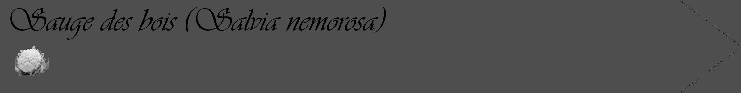 Étiquette de : Salvia nemorosa - format c - style noire33_simple_simpleviv avec comestibilité simplifiée