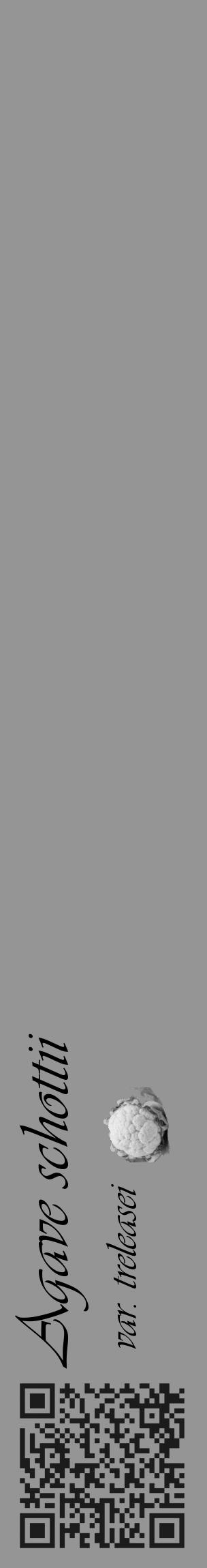 Étiquette de : Agave schottii var. treleasei - format c - style noire16_basique_basiqueviv avec qrcode et comestibilité simplifiée - position verticale
