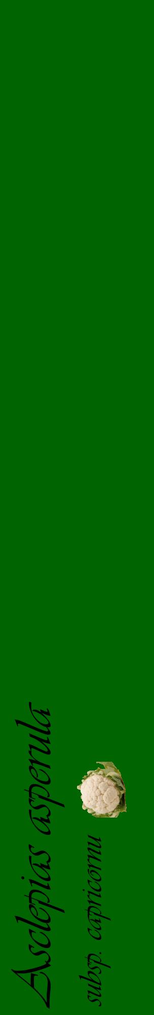 Étiquette de : Asclepias asperula subsp. capricornu - format c - style noire8_basiqueviv avec comestibilité simplifiée