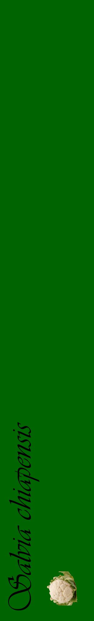Étiquette de : Salvia chiapensis - format c - style noire8_basiqueviv avec comestibilité simplifiée