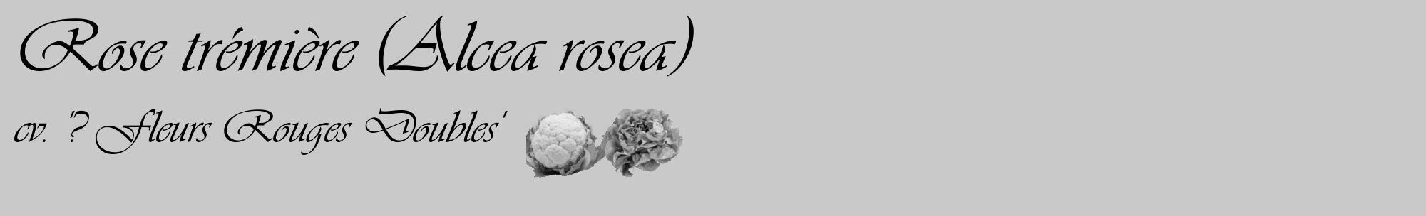 Étiquette de : Alcea rosea cv. '? Fleurs Rouges Doubles' - format c - style noire54_basique_basiqueviv avec comestibilité simplifiée