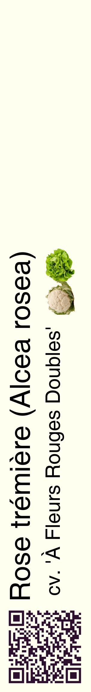 Étiquette de : Alcea rosea cv. 'À Fleurs Rouges Doubles' - format c - style noire19_basiquehel avec qrcode et comestibilité simplifiée
