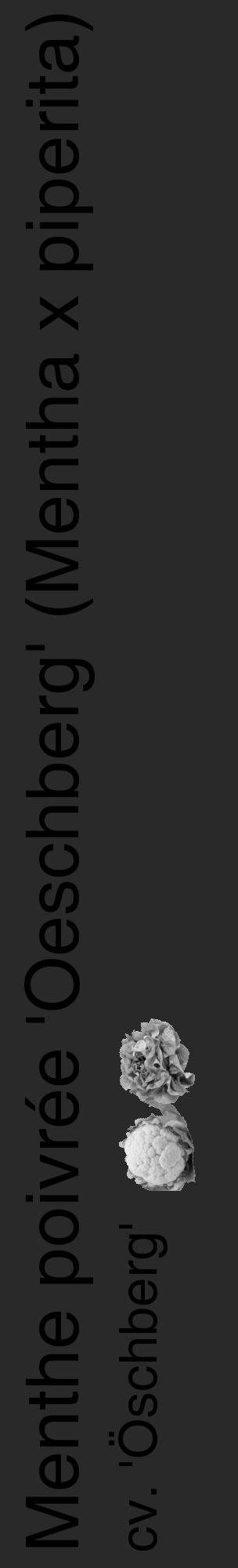 Étiquette de : Mentha x piperita cv. 'Öschberg' - format c - style noire34_basique_basiquehel avec comestibilité simplifiée - position verticale
