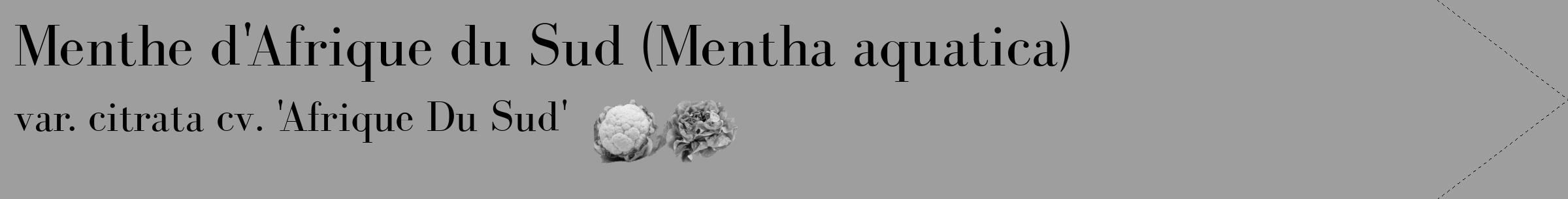 Étiquette de : Mentha aquatica var. citrata cv. 'Afrique Du Sud' - format c - style noire23_simple_simplebod avec comestibilité simplifiée