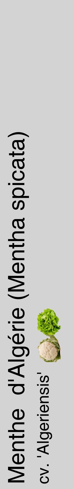 Étiquette de : Mentha spicata cv. 'Algeriensis' - format c - style noire56_basiquehel avec comestibilité simplifiée