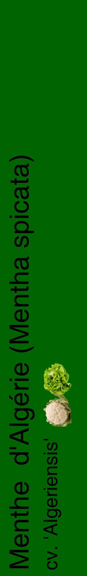 Étiquette de : Mentha spicata cv. 'Algeriensis' - format c - style noire8_basiquehel avec comestibilité simplifiée