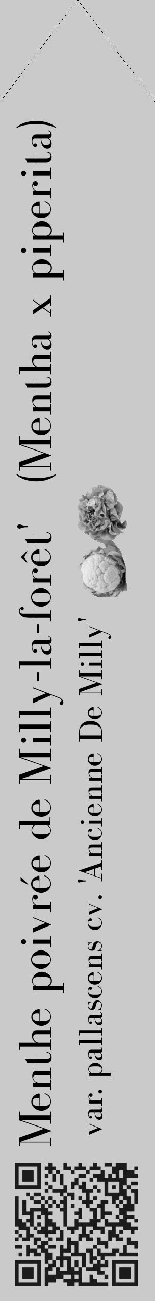 Étiquette de : Mentha x piperita var. pallascens cv. 'Ancienne De Milly' - format c - style noire21_simple_simplebod avec qrcode et comestibilité simplifiée - position verticale