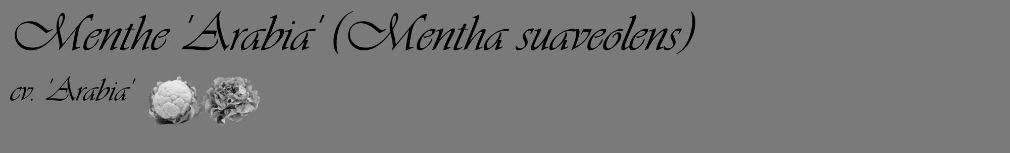 Étiquette de : Mentha suaveolens cv. 'Arabia' - format c - style noire3_basique_basiqueviv avec comestibilité simplifiée