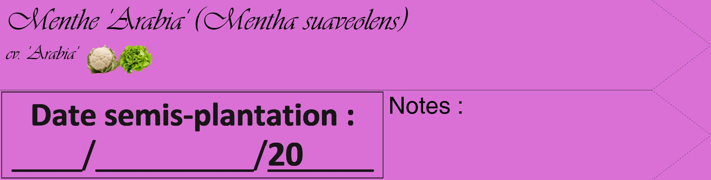 Étiquette de : Mentha suaveolens cv. 'Arabia' - format c - style noire52_simple_simpleviv avec comestibilité simplifiée