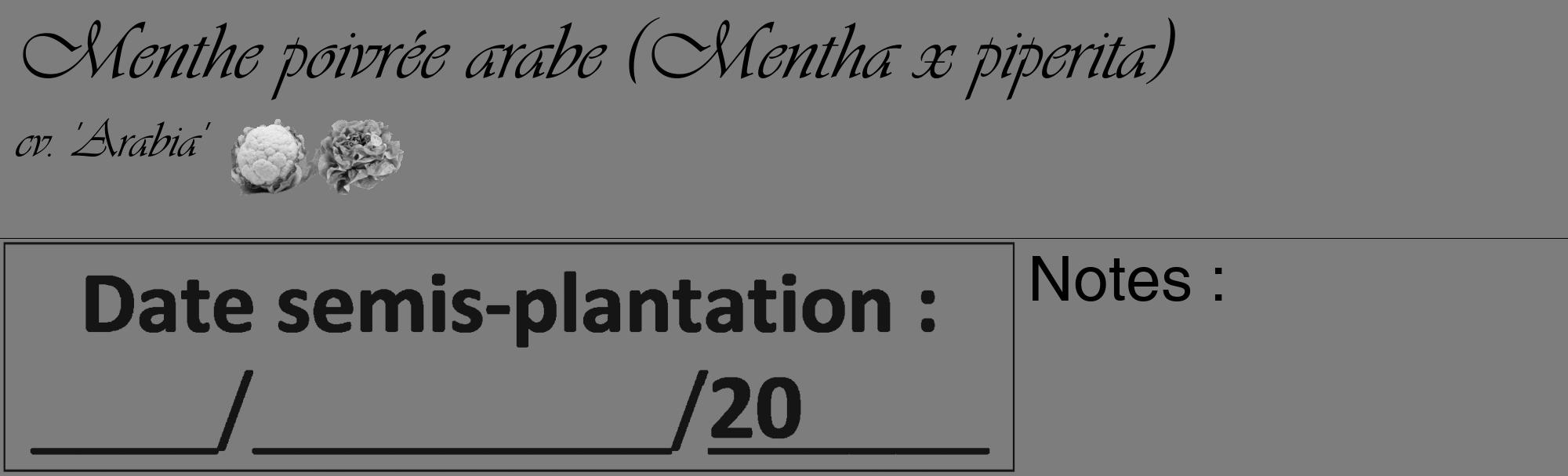Étiquette de : Mentha x piperita cv. 'Arabia' - format c - style noire35_basique_basiqueviv avec comestibilité simplifiée