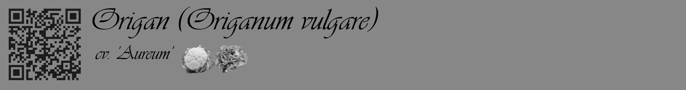 Étiquette de : Origanum vulgare cv. 'Aureum' - format c - style noire12_basique_basiqueviv avec qrcode et comestibilité simplifiée
