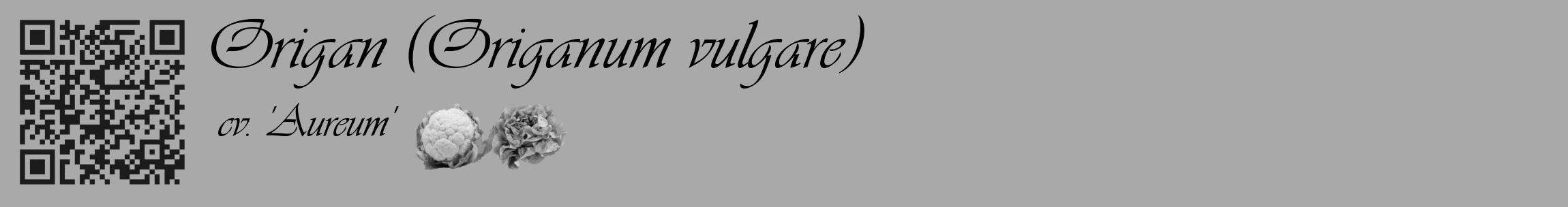Étiquette de : Origanum vulgare cv. 'Aureum' - format c - style noire13_basique_basiqueviv avec qrcode et comestibilité simplifiée
