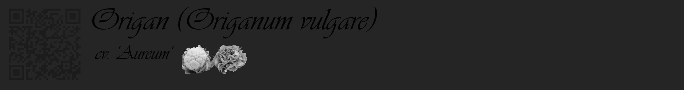 Étiquette de : Origanum vulgare cv. 'Aureum' - format c - style noire47basique_basique_basiqueviv avec qrcode et comestibilité simplifiée
