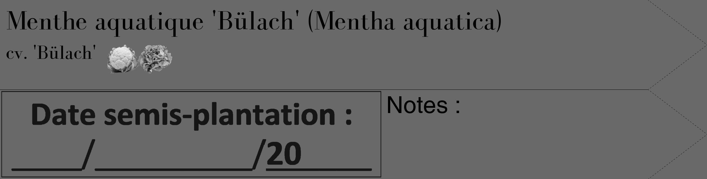Étiquette de : Mentha aquatica cv. 'Bülach' - format c - style noire51_simple_simplebod avec comestibilité simplifiée