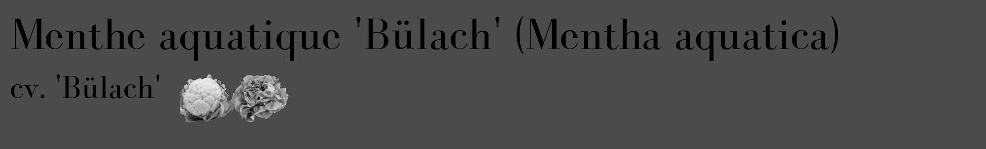 Étiquette de : Mentha aquatica cv. 'Bülach' - format c - style noire9_basique_basiquebod avec comestibilité simplifiée