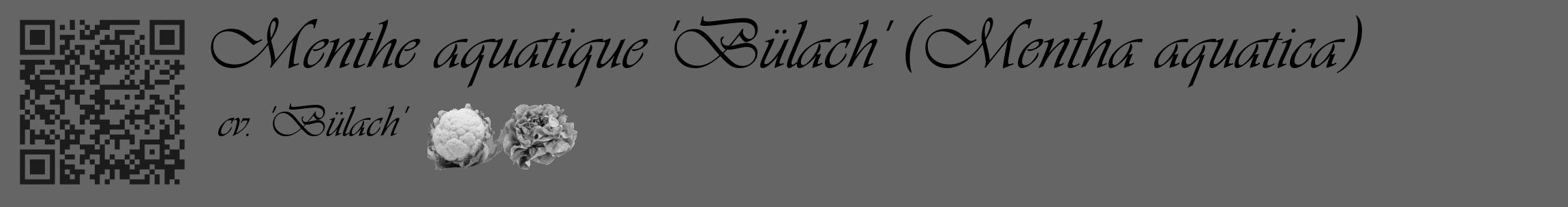 Étiquette de : Mentha aquatica cv. 'Bülach' - format c - style noire32_basique_basiqueviv avec qrcode et comestibilité simplifiée