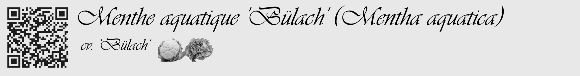 Étiquette de : Mentha aquatica cv. 'Bülach' - format c - style noire55_basique_basiqueviv avec qrcode et comestibilité simplifiée