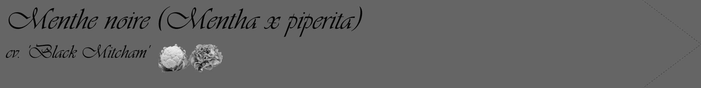 Étiquette de : Mentha x piperita cv. 'Black Mitcham' - format c - style noire32_simple_simpleviv avec comestibilité simplifiée