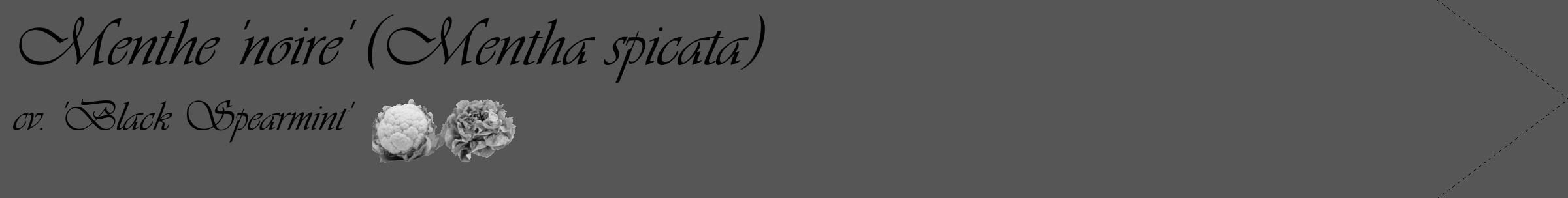 Étiquette de : Mentha spicata cv. 'Black Spearmint' - format c - style noire45_simple_simpleviv avec comestibilité simplifiée