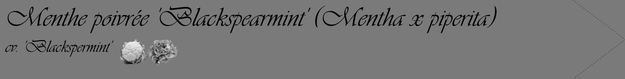 Étiquette de : Mentha x piperita cv. 'Blackspermint' - format c - style noire3_simple_simpleviv avec comestibilité simplifiée