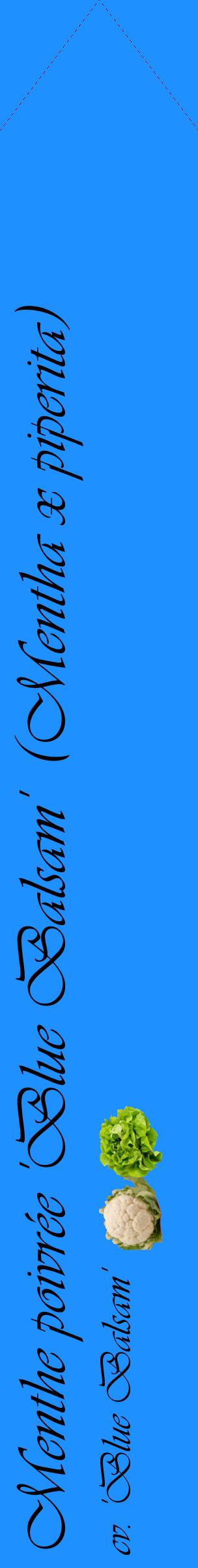 Étiquette de : Mentha x piperita cv. 'Blue Balsam' - format c - style noire3_simpleviv avec comestibilité simplifiée