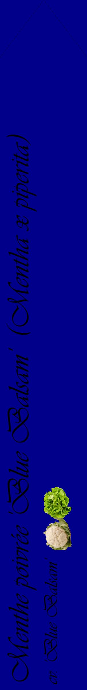 Étiquette de : Mentha x piperita cv. 'Blue Balsam' - format c - style noire7_simpleviv avec comestibilité simplifiée