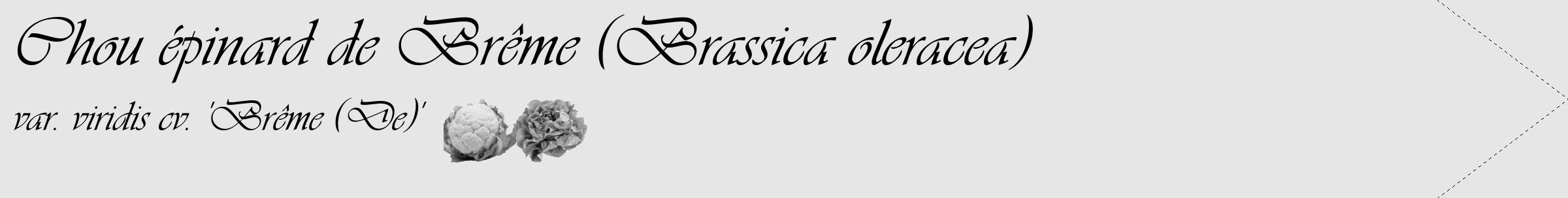 Étiquette de : Brassica oleracea var. viridis cv. 'Brême (De)' - format c - style noire18_simple_simpleviv avec comestibilité simplifiée