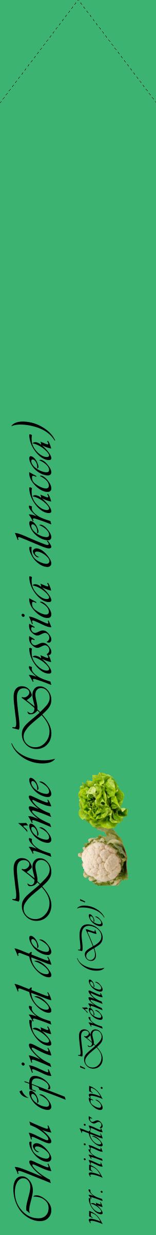 Étiquette de : Brassica oleracea var. viridis cv. 'Brême (De)' - format c - style noire12_simpleviv avec comestibilité simplifiée