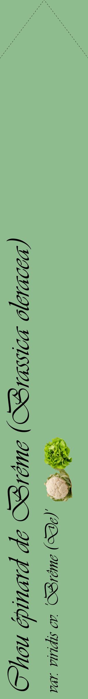 Étiquette de : Brassica oleracea var. viridis cv. 'Brême (De)' - format c - style noire13_simpleviv avec comestibilité simplifiée