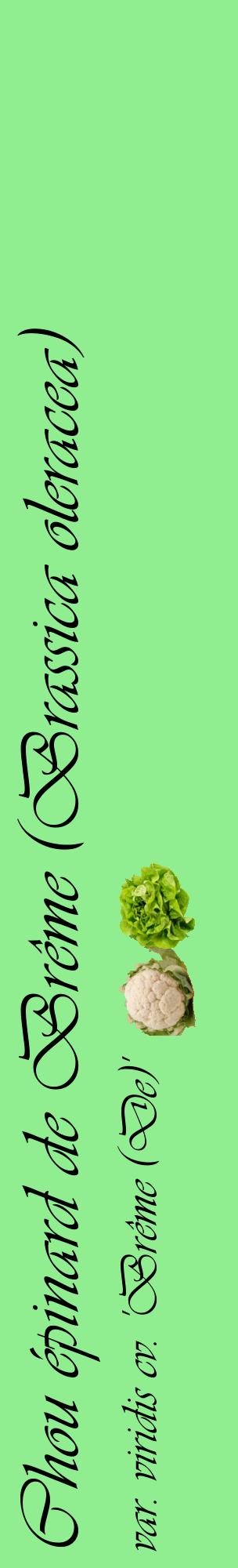 Étiquette de : Brassica oleracea var. viridis cv. 'Brême (De)' - format c - style noire15_basiqueviv avec comestibilité simplifiée