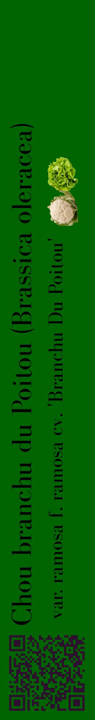 Étiquette de : Brassica oleracea var. ramosa f. ramosa cv. 'Branchu Du Poitou' - format c - style noire8_basiquebod avec qrcode et comestibilité simplifiée
