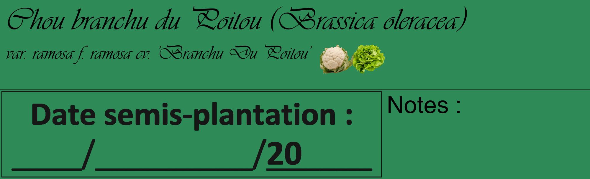 Étiquette de : Brassica oleracea var. ramosa f. ramosa cv. 'Branchu Du Poitou' - format c - style noire11_basique_basiqueviv avec comestibilité simplifiée