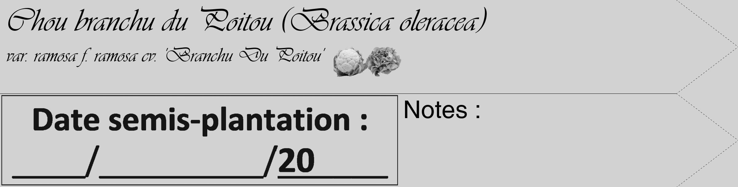 Étiquette de : Brassica oleracea var. ramosa f. ramosa cv. 'Branchu Du Poitou' - format c - style noire14_simple_simpleviv avec comestibilité simplifiée