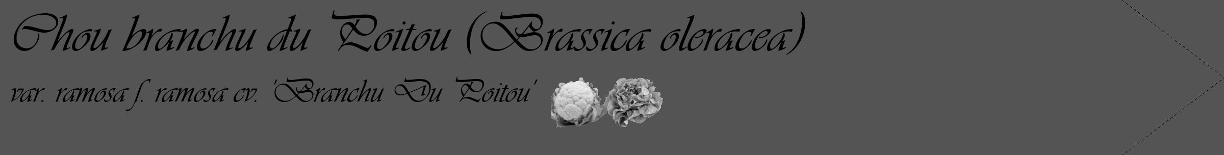 Étiquette de : Brassica oleracea var. ramosa f. ramosa cv. 'Branchu Du Poitou' - format c - style noire30_simple_simpleviv avec comestibilité simplifiée