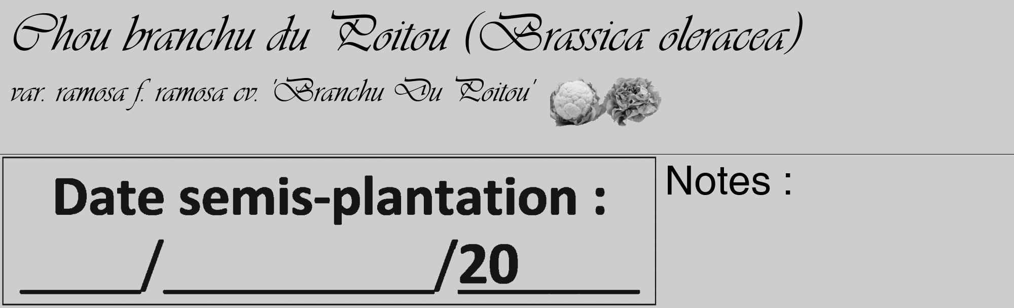 Étiquette de : Brassica oleracea var. ramosa f. ramosa cv. 'Branchu Du Poitou' - format c - style noire41_basique_basiqueviv avec comestibilité simplifiée