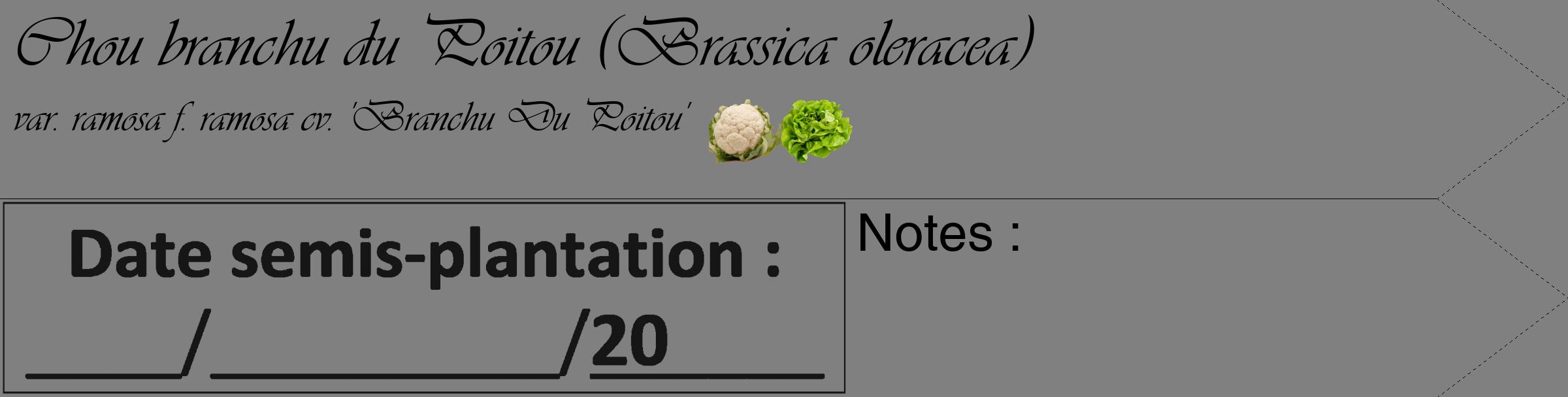 Étiquette de : Brassica oleracea var. ramosa f. ramosa cv. 'Branchu Du Poitou' - format c - style noire57_simple_simpleviv avec comestibilité simplifiée